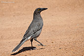 Grey Currawong, Stirling Range, Western Australia, October 2013 - click for larger image