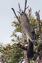 Grey Currawong, Cheynes Beach, Western Australia, October 2013 - click for larger image