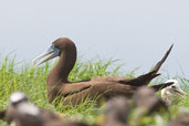 Brown Booby, Michaelmas Cay, Queensland, Australia, November 2010 - click for larger image