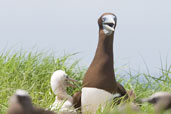 Brown Booby, Michaelmas Cay, Queensland, Australia, November 2010 - click for larger image