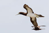 Brown Booby with Brown Noddy, Michaelmas Cay, Queensland, Australia, November 2010 - click for larger image