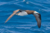 Brown Booby, Michaelmas Cay, Queensland, Australia, November 2010 - click for larger image