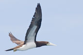 Brown Booby, Michaelmas Cay, Queensland, Australia, November 2010 - click for larger image