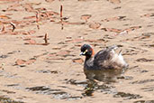 Australasian Grebe, Ormiston Gorge, Northern Territory, Australia, October 2013 - click on image for a larger view