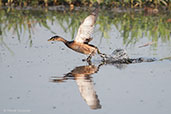 Australasian Grebe, Kakadu, Northern Territory, Australia, October 2013 - click on image for a larger view