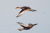 Australasian Grebe, Kakadu, Northern Territory, Australia, October 2013 - click on image for a larger view