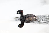 Australasian Grebe, Busselton, Western Australia, October 2013 - click on image for a larger view