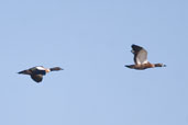 Male and female Australian Shelduck, The Coorong, SA, Australia, February 2006 - click for larger image