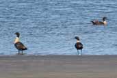  Male Australian Shelduck, The Coorong, SA, Australia, February 2006 - click for larger image