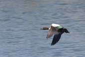  Female Australian Shelduck, Menindee, NSW, Australia, March 2006 - click for larger image