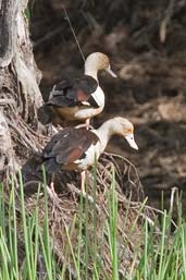 Radjah Shelduck, Cooktown, Queensland, Australia, November 2010 - click for larger image