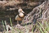 Radjah Shelduck, Lakefield NP, Queensland, Australia, November 2010 - click for larger image