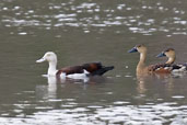 Radjah Shelduck with Wandering Whistling-duck, Lakefield NP, Queensland, Australia, November 2010 - click for larger image