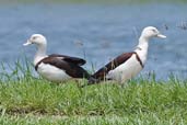 Radjah Shelduck, Daintree, Queensland, Australia, November 2010 - click for larger image