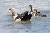 Radjah Shelduck, Daintree, Queensland, Australia, November 2010 - click for larger image