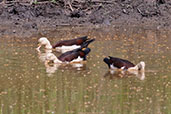 Radjah Shelduck, Fogg Dam near Darwin, Northern Territory, Australia, October 2013 - click for larger image