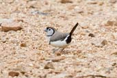 Double-barred Finch, near Kuranda, Queensland, Australia, November 2010 - click for larger image