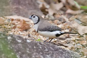 Double-barred Finch, near Kuranda, Queensland, Australia, November 2010 - click for larger image