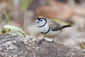 Double-barred Finch, near Kuranda, Queensland, Australia, November 2010 - click for larger image