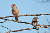 Zebra Finch, near Alice Springs, Northern Territory, Australia, September 2013 - click for larger image