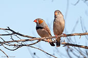 Zebra Finch, near Alice Springs, Northern Territory, Australia, September 2013 - click for larger image