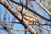 Zebra Finch, near Alice Springs, Northern Territory, Australia, September 2013 - click for larger image