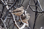 Zebra Finch, Ormiston Gorge, Northern Territory, Australia, September 2013 - click for larger image