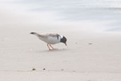 Hooded Plover, Southport, Tasmania, Australia, February 2006 - click for larger image