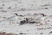 Hooded Plover, Southport, Tasmania, Australia, February 2006 - click for larger image