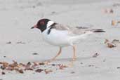 Hooded Plover, Southport, Tasmania, Australia, February 2006 - click for larger image