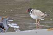 Hooded Plover, Southport, Tasmania, Australia, February 2006 - click for larger image