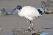 Australian White Ibis, The Cooring S.A., Australia, March 2006 - click for larger image