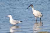 Immature Australian White Ibis, The Cooring S.A., Australia, March 2006 - click for larger image