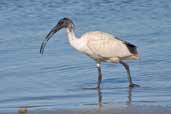 Immature Australian White Ibis, The Cooring S.A., Australia, March 2006 - click for larger image