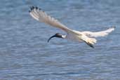 Australian White Ibis, The Cooring S.A., Australia, March 2006 - click for larger image