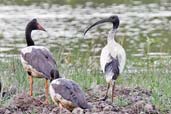 Australian White Ibis with Magpie Geese, Lakefield National Park, Queensland, Australia, November 2010 - click for larger image