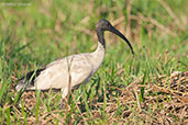 Australian Ibis, Kakadu, Northern Territory, Australia, October 2013 - click for larger image