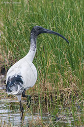 Australian Ibis, Kakadu, Northern Territory, Australia, October 2013 - click for larger image