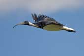 Straw-necked Ibis, Wagga Wagga, NSW, Australia, March 2006 - click for larger image