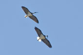 Straw-necked Ibis, Canberra, Australia, March 2006 - click for larger image