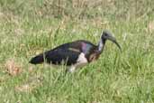 Straw-necked Ibis, Cobargo, NSW, Australia, April 2006 - click for larger image