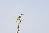 Collared Kingfisher, Daintree, Queensland, Australia, March 2006 - click for larger image