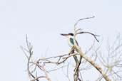 Collared Kingfisher, Daintree, Queensland, Australia, November 2010 - click for larger image
