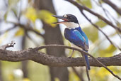 Female Forest Kingfisher, Lakefield, Queensland, Australia, November 2010 - click for larger image