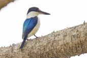 Male Forest Kingfisher, Mareeba, Queensland, Australia, November 2010 - click for larger image