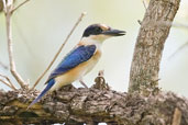 Immature Forest Kingfisher, Paluma, Queensland, Australia, November 2010 - click for larger image