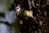 Pale-yellow Robin, Paluma, Queensland, Australia, December 2010 - click for larger image