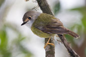 Pale-yellow Robin, Paluma, Queensland, Australia, December 2010 - click for larger image