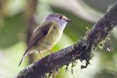 Pale-yellow Robin, Paluma, Queensland, Australia, December 2010 - click for larger image