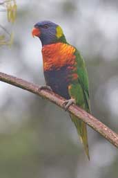 Rainbow Lorikeet, Melbourne, Victoria, Australia, January 2006 - click for larger image